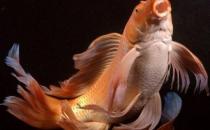 大正三色錦鯉的飼養環境-大正三色錦鯉怎么養？