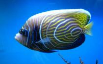 帝王藍魚的簡介-帝王藍魚怎么養？