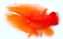 蝶尾金魚如何繁殖？蝶尾金魚怎么養？