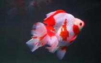 短尾琉金魚怎么養？短尾琉金魚的品種有哪些？