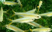 二線藍(lán)眼燈魚是什么？二線藍(lán)眼燈魚怎么養(yǎng)？