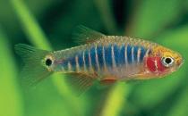 二線藍眼燈魚怎么繁殖？二線藍眼燈魚飼養環境