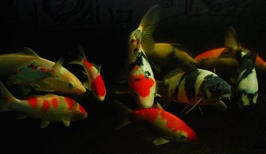 黃金錦鯉怎么養？黃金錦鯉的養殖技巧