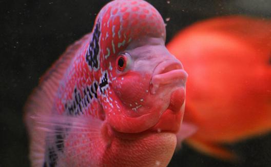 花角羅漢魚怎么養？花角羅漢魚的壽命