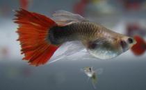 紅尾禮服孔雀魚怎么養(yǎng)？紅尾禮服孔雀魚飼養(yǎng)環(huán)境