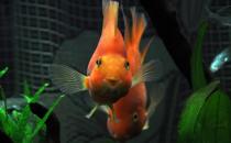 紅元寶魚是什么？紅元寶魚價(jià)格