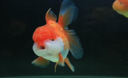 獅子頭金魚怎么養？獅子頭金魚的品種