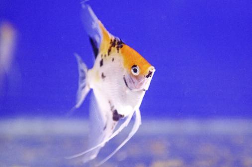 天使魚怎么養(yǎng)？天使魚有什么品種？