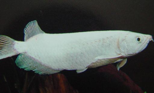 星點龍魚吃什么？星點龍魚怎么養？