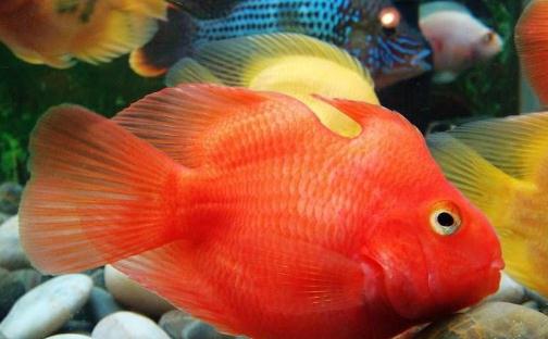 血鸚鵡魚怎么養？血鸚鵡魚的養殖環境