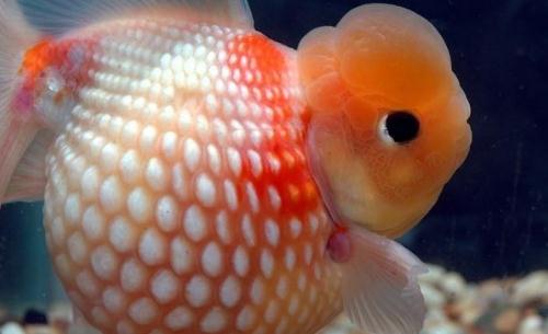 珍珠金魚的簡介-珍珠金魚如何繁殖？
