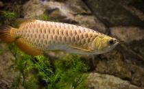 金龍魚怎么養？金龍魚如何飼養？