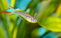 霓虹燈魚怎么養？霓虹燈的飼養方法