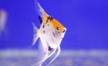 天使魚怎么養(yǎng)？天使魚有什么品種？