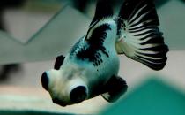 熊貓蝶尾金魚怎么養(yǎng)？熊貓蝶尾金魚的特征