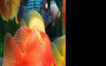 血鸚鵡魚怎么養(yǎng)？血鸚鵡魚的養(yǎng)殖環(huán)境