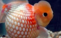 珍珠金魚的簡介-珍珠金魚如何繁殖？