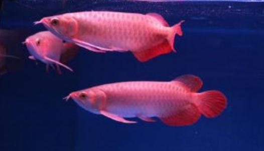 帝王辣椒紅龍魚(yú)怎么養(yǎng)？帝王辣椒紅龍魚(yú)如何挑選？