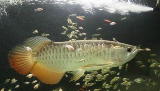 高背寶石龍魚的簡介-高背寶石龍魚的欣賞價(jià)值