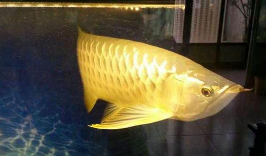 高背寶石龍魚怎么養？高背寶石龍魚魚缸擺放位置