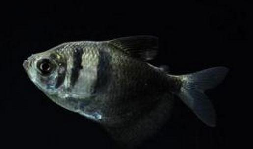 黑裙魚怎么養？黑裙魚的常見病