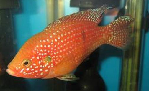 紅寶石魚怎么養？紅寶石魚如何繁殖？