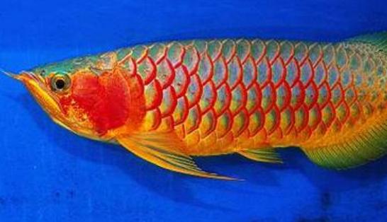 紅辣椒龍魚怎么養(yǎng)？紅辣椒龍魚養(yǎng)殖方法