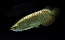 背金龍魚怎么養(yǎng)？背金龍魚的飼養(yǎng)環(huán)境
