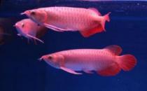 帝王辣椒紅龍魚怎么養？帝王辣椒紅龍魚如何挑選？