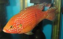 紅寶石魚怎么養？紅寶石魚如何繁殖？