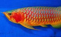 紅辣椒龍魚怎么養？紅辣椒龍魚養殖方法