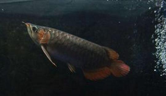 尖嘴青龍魚(yú)的品相標(biāo)準(zhǔn)-尖嘴青龍魚(yú)怎么養(yǎng)？