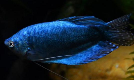 藍龍魚怎么繁殖？藍龍魚怎么養？