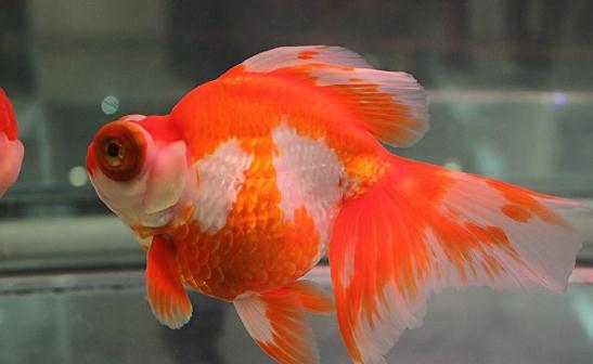 龍睛金魚怎么挑選？龍睛金魚怎么養？