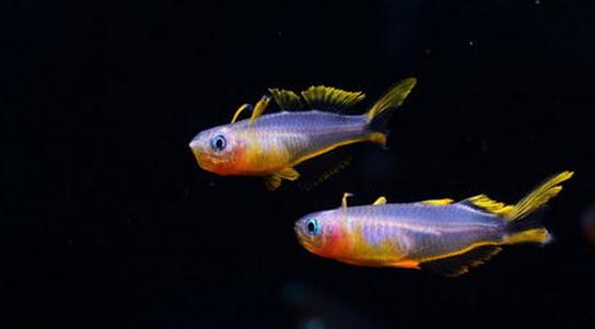 霓虹燕子魚的簡介-霓虹燕子魚如何繁殖？