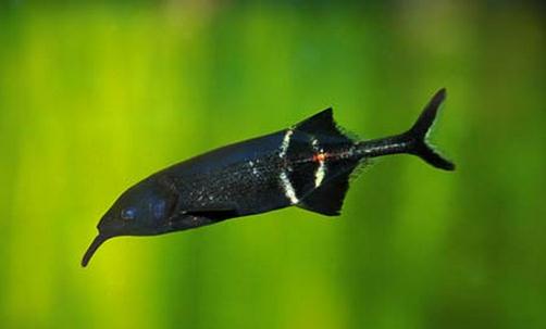 象鼻魚怎么養？象鼻魚的特征