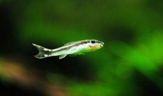 小精靈魚(yú)怎么養(yǎng)？小精靈魚(yú)的飼養(yǎng)方式