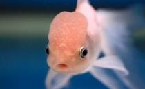 火鶴魚怎么養？火鶴魚的體型特征