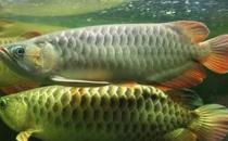 尖嘴青龍魚的生存環境-尖嘴青龍魚的是什么？
