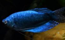 藍(lán)龍魚怎么繁殖？藍(lán)龍魚怎么養(yǎng)？
