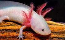 六角恐龍魚吃什么？六角恐龍魚怎么養？