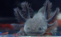 六角龍魚的魚缸怎么布置？六角龍魚的簡介