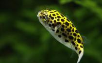 潛水艇魚怎么養？潛水艇魚選魚技巧