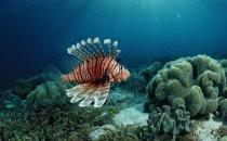 獅子魚(yú)的簡(jiǎn)介-獅子魚(yú)的品種