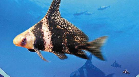 胭脂魚是怎樣的？胭脂魚的體型特征