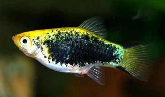 月光魚怎么養？月光魚的飼養環境