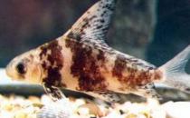 胭脂魚怎么養？胭脂魚的生存環境