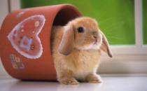 公主兔怎么養(yǎng)？公主兔的飼養(yǎng)方法