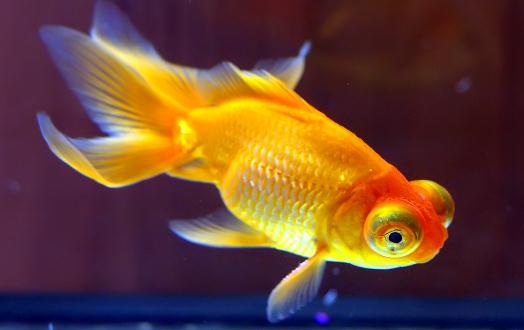 養金魚的水有什么要求？