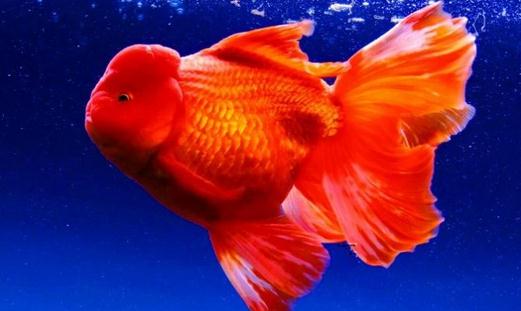 家中養魚需要常備什么藥？